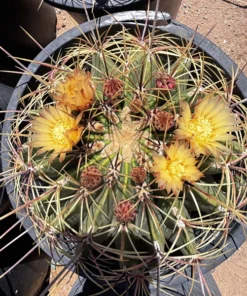 Candy Barrel Cactus