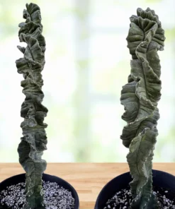 Cereus Twist Kaktus