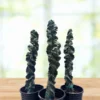 Cereus Twist Kaktus