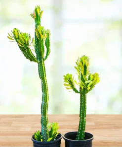 Euphorbia Royaleana