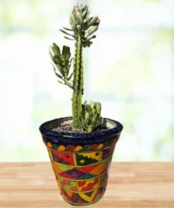 Euphorbia Royaleana