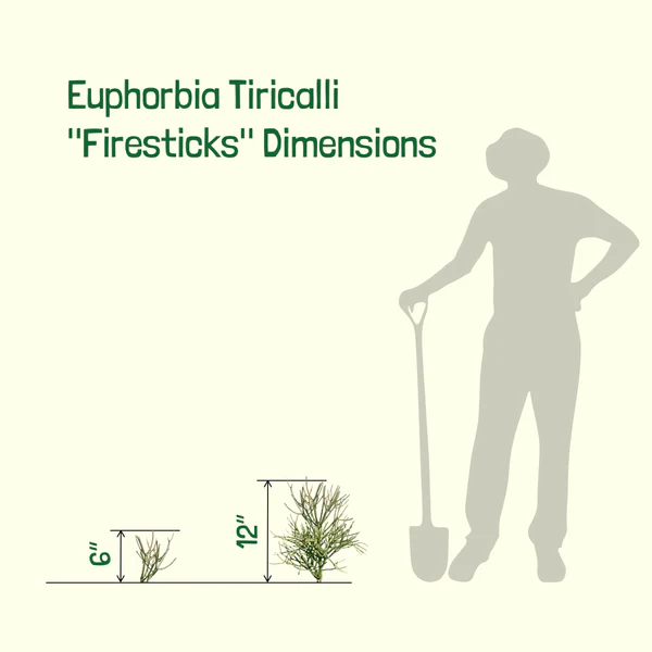 Euphorbia Tiricalli «Firesticks»