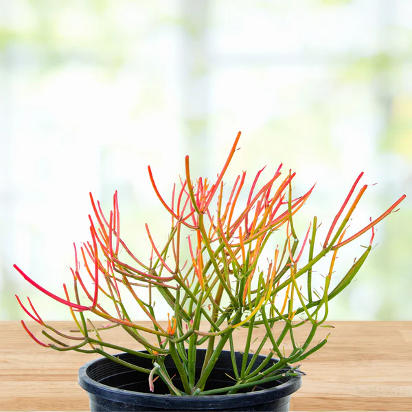 Euphorbia Tiricalli «Firesticks»