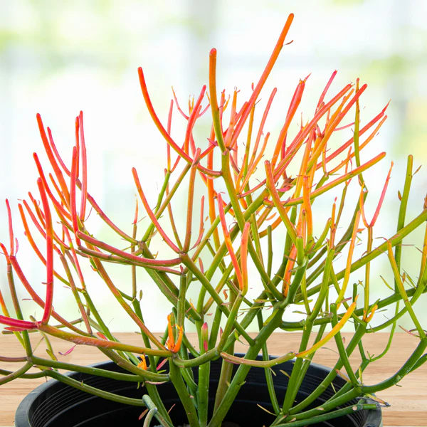 Euphorbia Tiricalli «Firesticks»