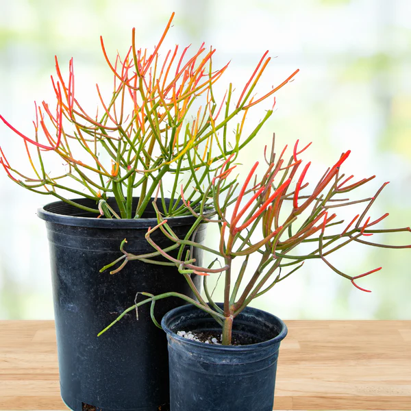 Euphorbia Tiricalli «Firesticks»