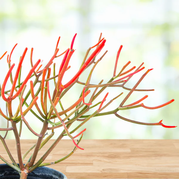 Euphorbia Tiricalli «Firesticks»