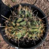 Gold Spine Southwest Barrel Cactus