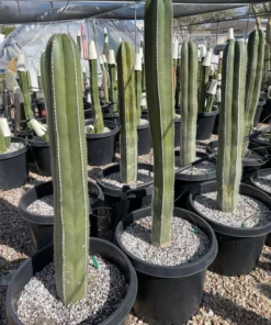 Mexikanischer Zaunpfostenkaktus