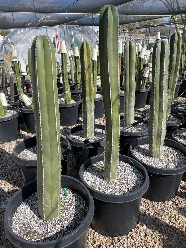 Mexikanischer Zaunpfostenkaktus
