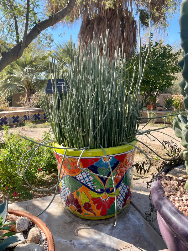 Candelilla