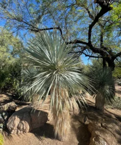 Yucca Rostrata