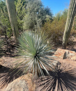 Yucca Rostrata