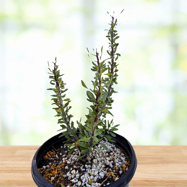 Ocotillo