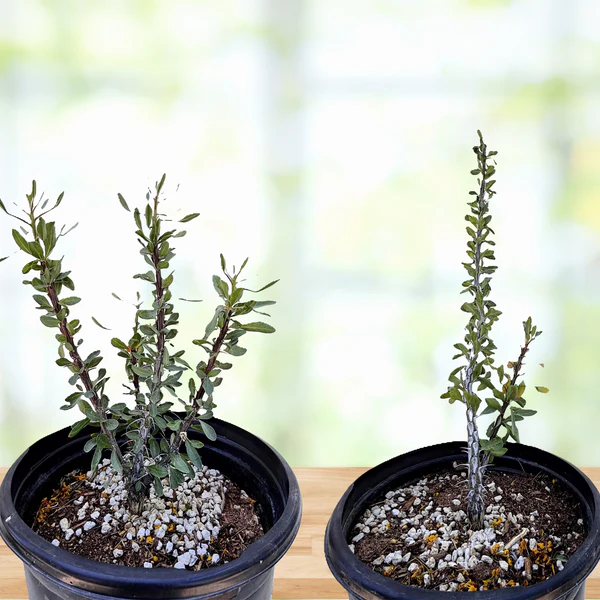 Ocotillo