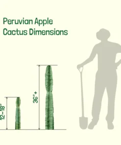 Peruanischer Apfelkaktus