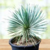 Yucca Rostrata