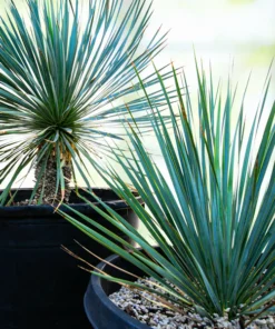 Yucca Rostrata