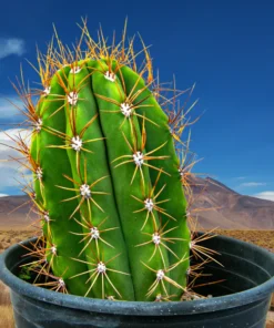 Südamerikanischer Saguaro