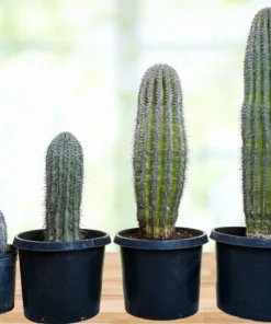 Saguaro Kaktus