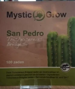 San Pedro Samen (Trichocereus bridgesii)