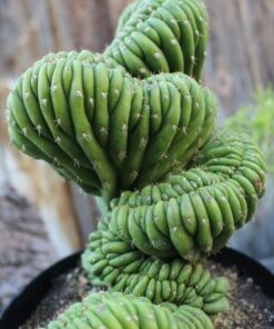 Trichocereus pachanoi – cristata (San Pedro) Big