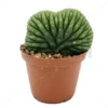 Trichocereus pachanoi – cristata (San Pedro) In soil – Small