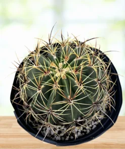 Candy Barrel Cactus
