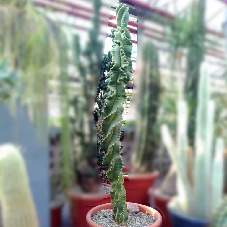 Cereus Peruvianus Tortuosus Xxl