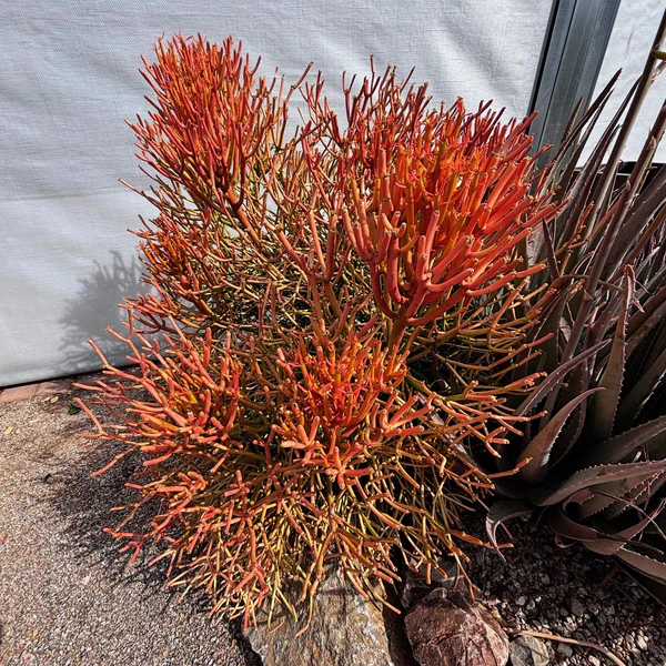 Euphorbia Tiricalli «Firesticks»