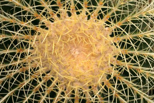 Echinocactus grusonii