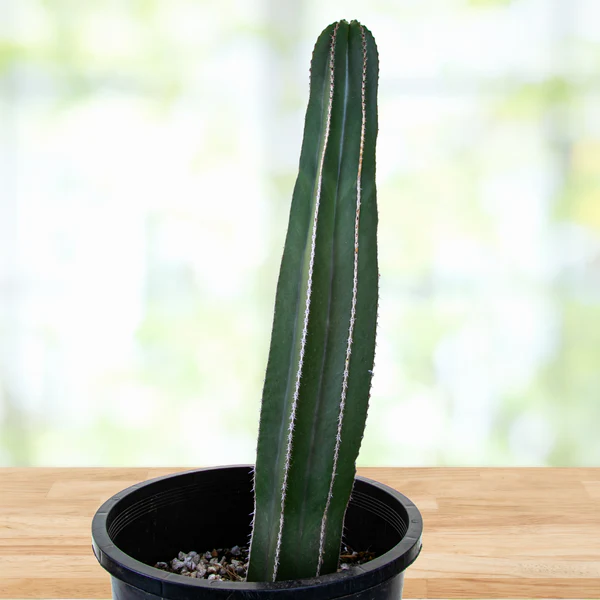Mexikanischer Zaunpfostenkaktus