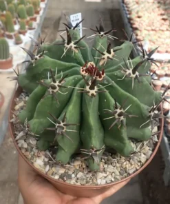 Ferocactus glaucescens cv. Nudum