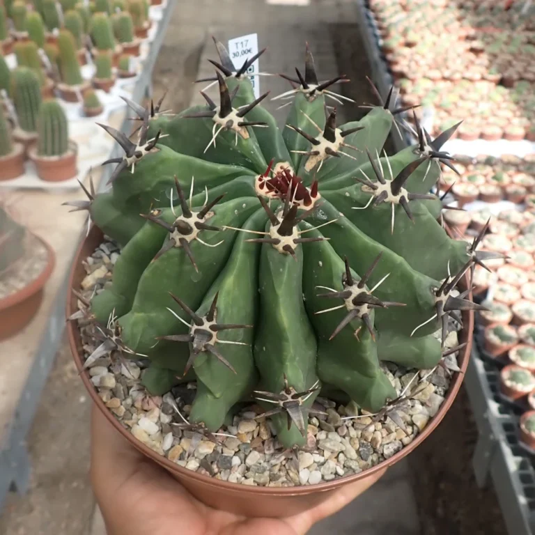 Ferocactus glaucescens cv. Nudum