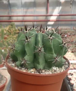 Ferocactus horridus cv. brevispinus XL